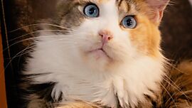 Khaleesicoons Maine Coone Zuchtkatzen
