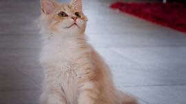 Khaleesicoons Maine Coone Zuchtkatzen