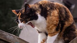 Khaleesicoons Maine Coone Zuchtkatzen