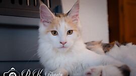 Khaleesicoons Maine Coone Zuchtkatzen
