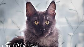 Khaleesicoons Maine Coone Zuchtkatzen