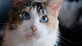 Khaleesicoons Maine Coone Zuchtkatzen