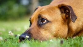 Brauner Hund in Wiese