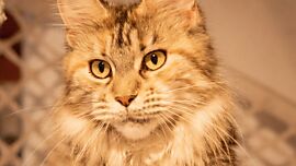 Khaleesicoons Maine Coone Zuchtkatzen