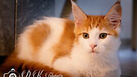 Khaleesicoons Maine Coone Zuchtkatzen