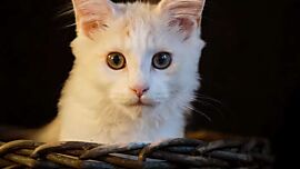 Nuria, Maine Coon in Cream Silver Tabby White