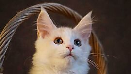 Nuria, Maine Coon in Cream Silver Tabby White