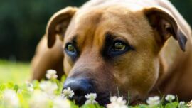 Brauner Hund in Blumenwiese