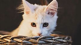 Nuria, Maine Coon in Cream Silver Tabby White