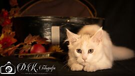 Nuria, Maine Coon in Cream Silver Tabby White