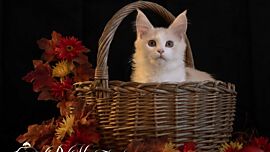 Nuria, Maine Coon in Cream Silver Tabby White
