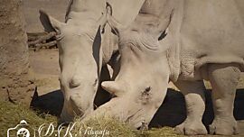 Nashorn