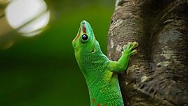 Madagascar Taggecko