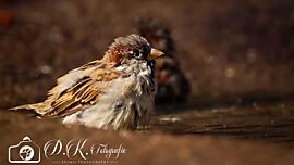 Spatz
