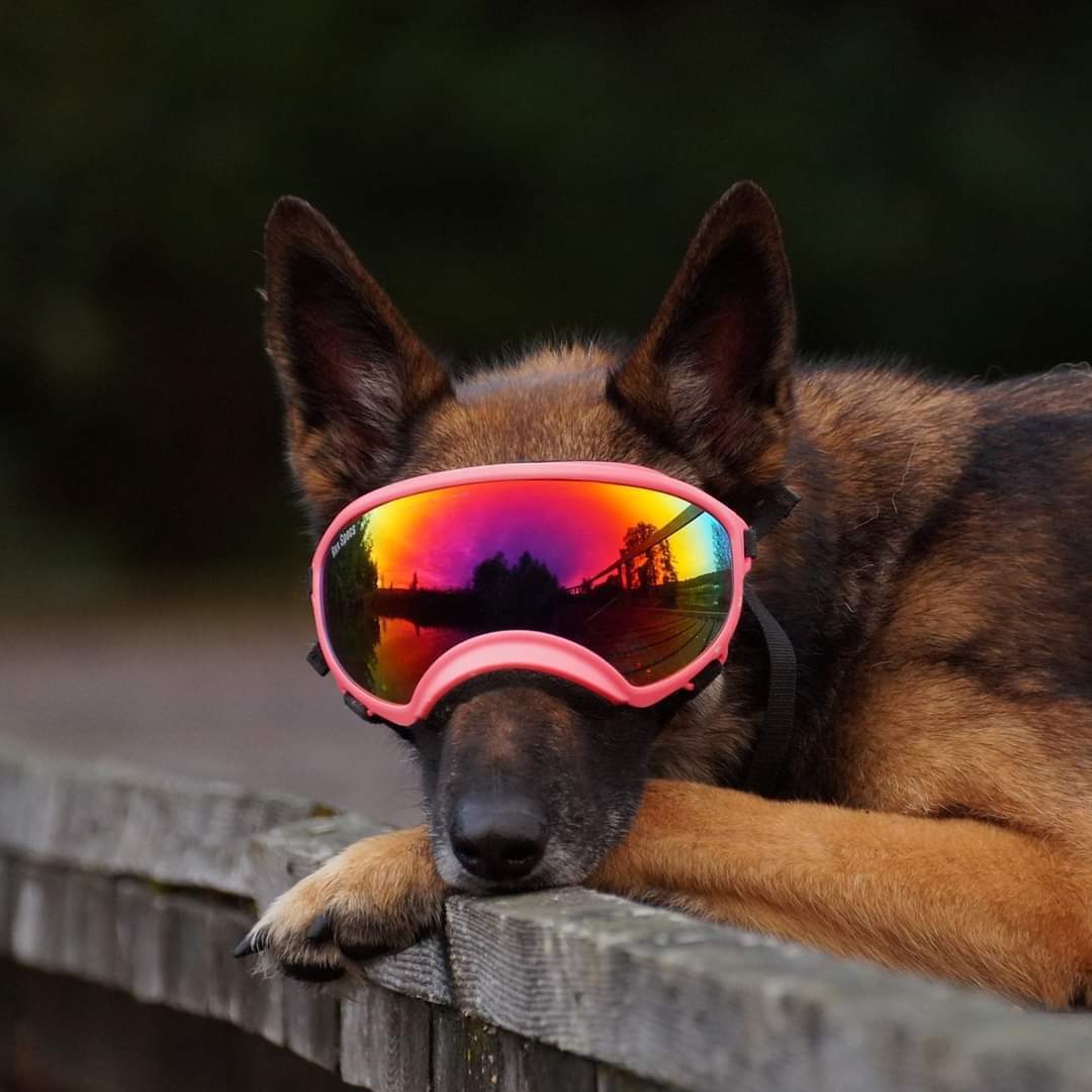 Ronja mit Hundebrille