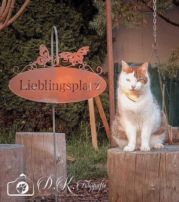 Zorro, ein getigerter Kater mit Weiss