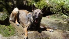 brauner Hund auf Fels