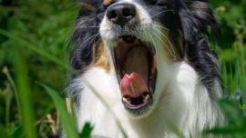 Hund beim Gähnen erwischt