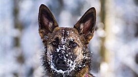 Hund voller Schnee im Gesicht