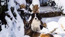 Zwei Hunde im Schnee