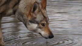 Tschechischer Wolfshund beim trinken