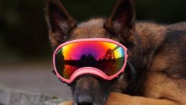 Hund mit Sonnenbrille